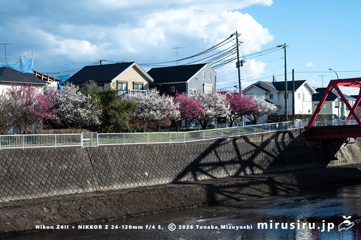 満開のウメ並木　茅ヶ崎市浜之郷・小出川・浜園橋～新鶴嶺橋（赤橋）　2026/01/22
