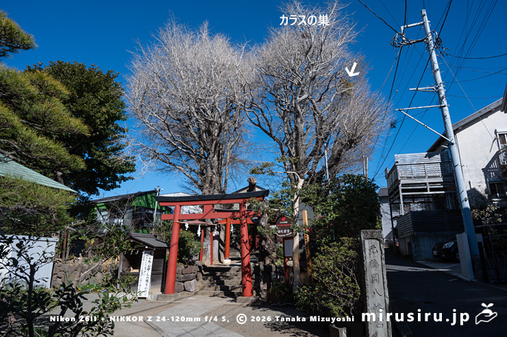 エノキに寄生したヤドリギ（白色矢印）　鎌倉市材木座・元八幡宮（由比若宮）　2026/01/23