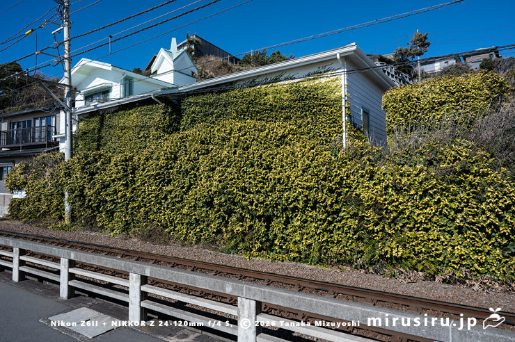 真冬に黄葉したオオイタビ　鎌倉市腰越・旧鎌倉海岸キリスト教会前　2026/01/23