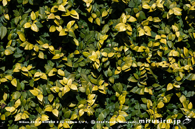 真冬に黄葉したオオイタビ　鎌倉市・江ノ電「腰越4号踏切」　2026/01/23