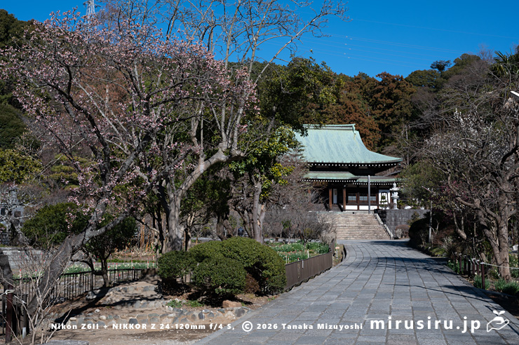 開花中のカンザクラ　鎌倉市植木・玉縄・龍宝寺　2026/01/23