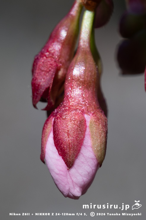 カンザクラの小花柄や萼　鎌倉市植木・玉縄・龍宝寺　2026/01/23