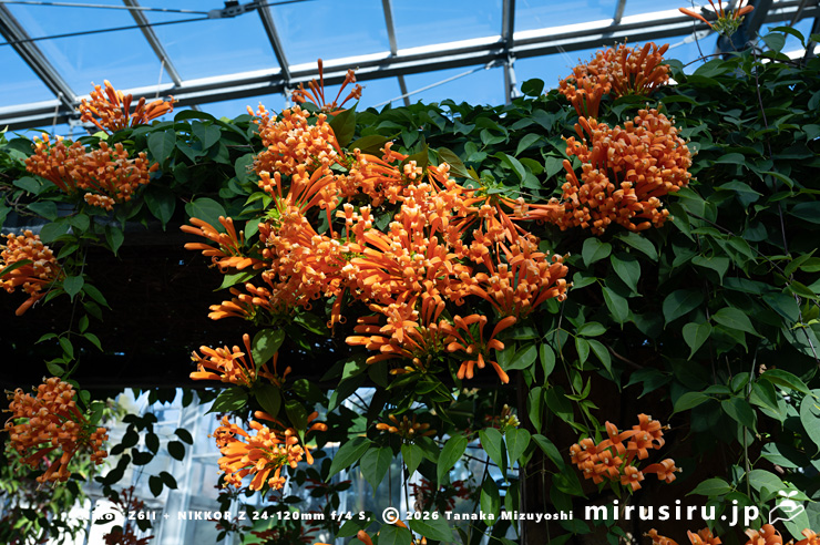 花が見頃のカエンカズラ 鎌倉市・大船フラワーセンター 2026/01/23