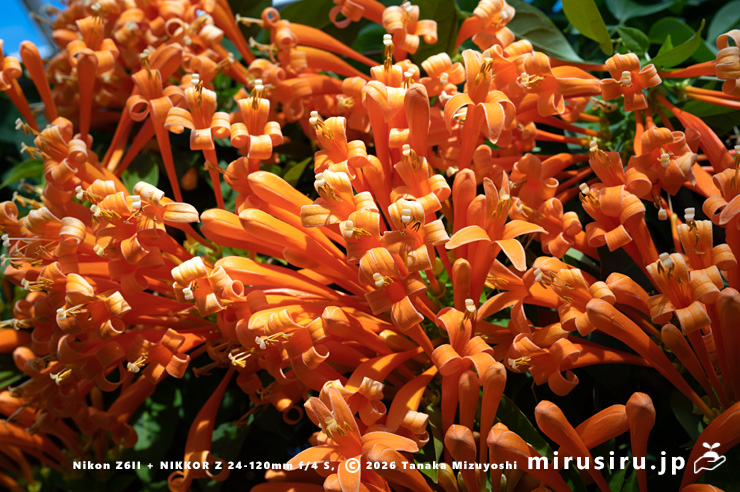 カエンカズラの花 鎌倉市・大船フラワーセンター 2026/01/23