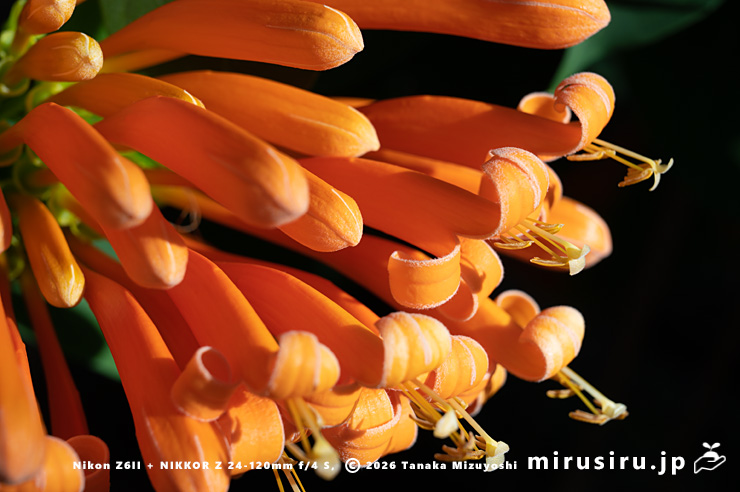 カエンカズラの花 鎌倉市・大船フラワーセンター 2026/01/23