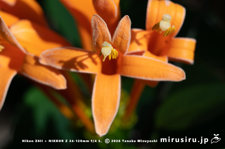 カエンカズラの花 鎌倉市・大船フラワーセンター 2026/01/23