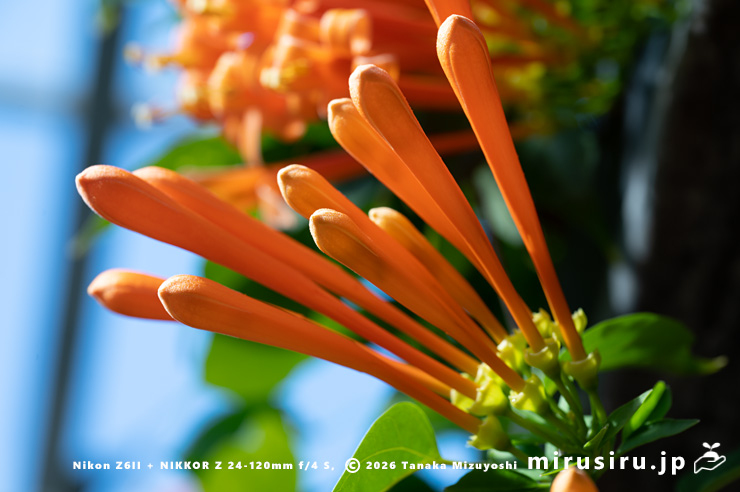 カエンカズラの開花直前の蕾 鎌倉市・大船フラワーセンター 2026/01/23