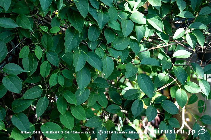 カエンカズラの葉 鎌倉市・大船フラワーセンター 2026/01/23