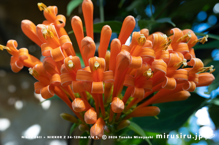 カエンカズラの花 鎌倉市・大船フラワーセンター 2026/01/23