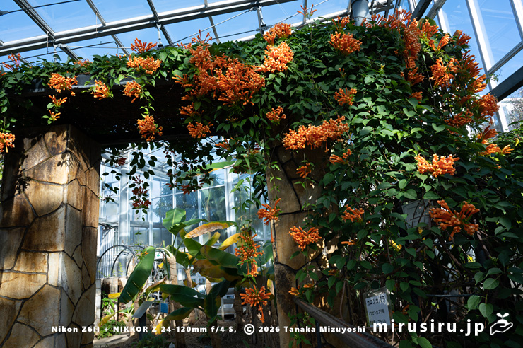 花が見頃のカエンカズラ 鎌倉市・大船フラワーセンター 2026/01/23