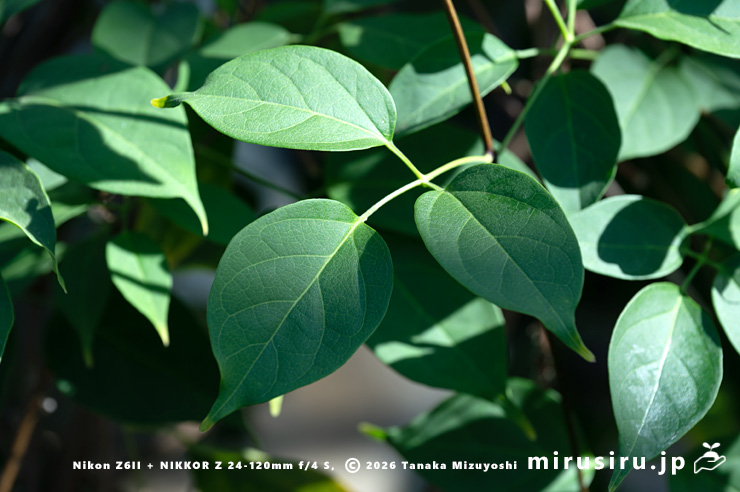カエンカズラの葉 鎌倉市・大船フラワーセンター 2026/01/23