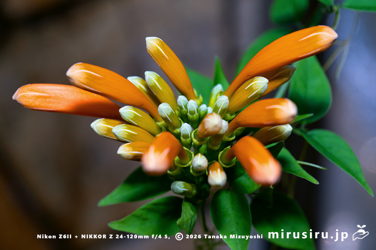 カエンカズラの蕾 鎌倉市・大船フラワーセンター 2026/01/23