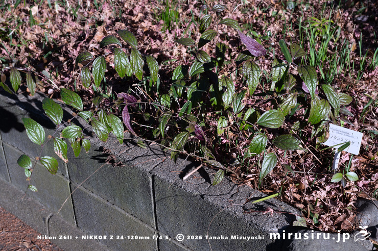 真冬でも落葉しないキノクニスズカケ　鎌倉市・大船フラワーセンター　2026/01/23