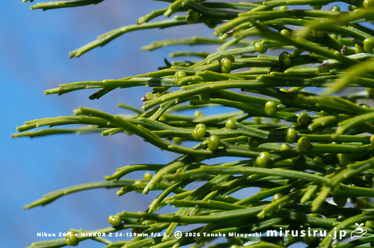 マツバランの地上茎　鎌倉市浄明寺　2026/01/27