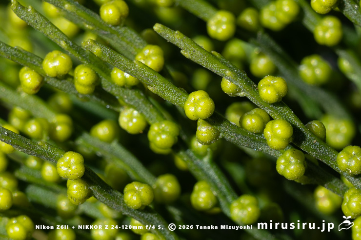マツバランの胞子嚢　逗子市久木・逗子ハイランド　2026/01/27
