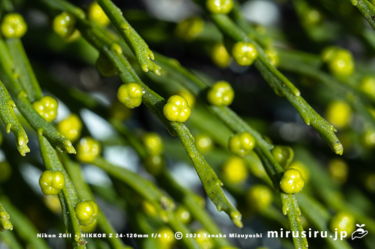 マツバランの胞子嚢　逗子市久木・逗子ハイランド　2026/01/27