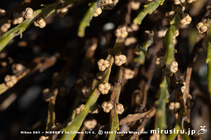 枯れかけマツバランの古い胞子嚢　逗子市久木・逗子ハイランド　2026/01/27
