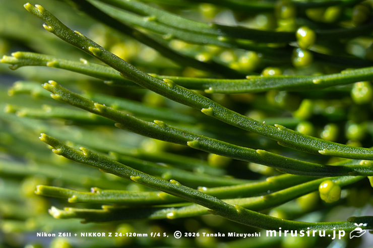 マツバランの葉状突起　逗子市久木・逗子ハイランド　2026/01/27