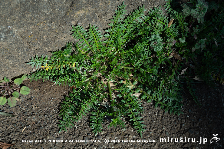 道端に生えた開花中のカラクサナズナ 三浦市・毘沙門 2026/01/27