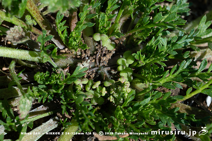 カラクサナズナのロゼットの中心部にできた実 三浦市・毘沙門 2026/01/27