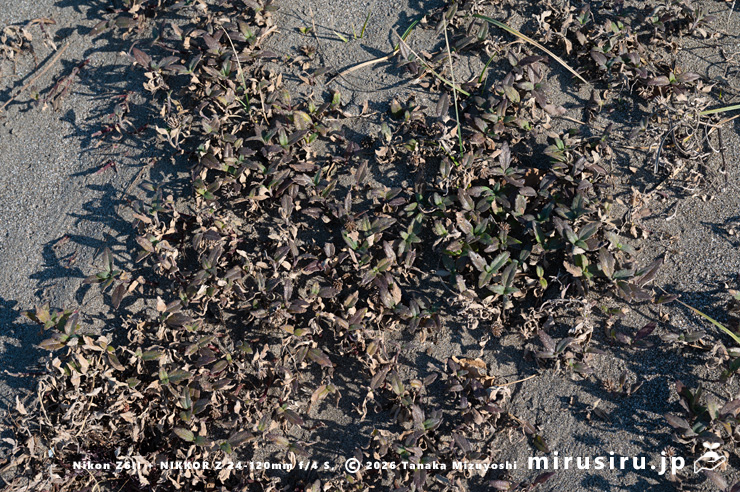枯れずに耐えている真冬のネコノシタ 葉山町・長者ヶ崎海岸 2026/01/27