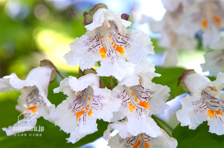 ハナキササゲの花　鎌倉市扇ガ谷・JR横須賀線「寿福寺」踏切　2017/06/03