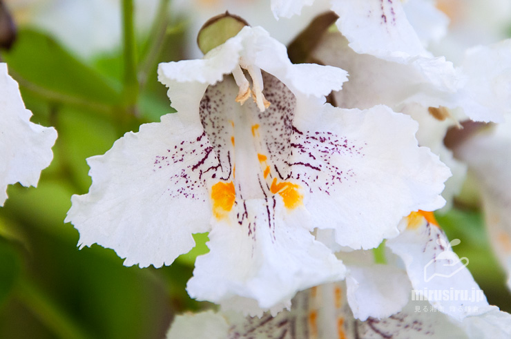 ハナキササゲの花　鎌倉市扇ガ谷・JR横須賀線「寿福寺」踏切　2017/06/03