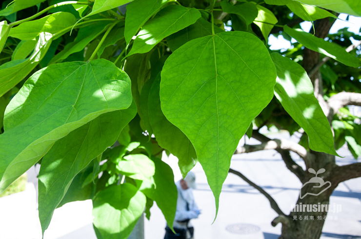 ハナキササゲの葉　鎌倉市扇ガ谷・JR横須賀線「寿福寺」踏切　2017/06/03
