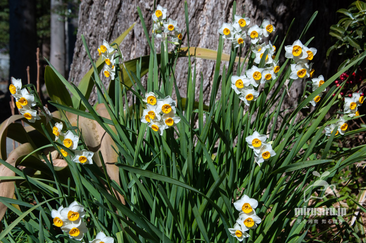 スイセン（ニホンズイセン）