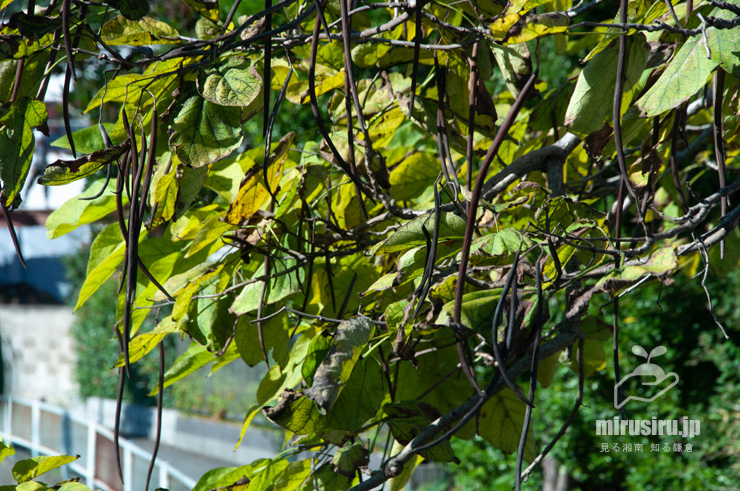 実がほぼ熟してきたハナキササゲ　鎌倉市扇ガ谷・JR横須賀線「寿福寺」踏切　2018/09/28