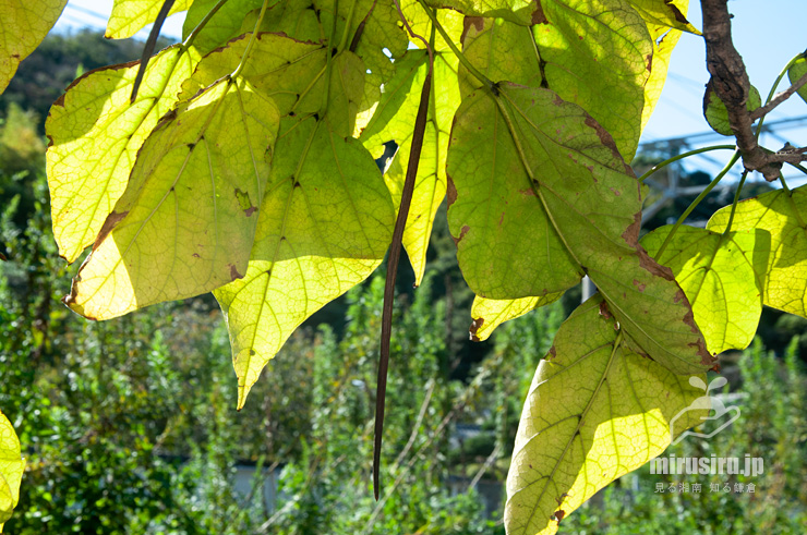ハナキササゲのほぼ熟した実　鎌倉市扇ガ谷・JR横須賀線「寿福寺」踏切　2018/09/28