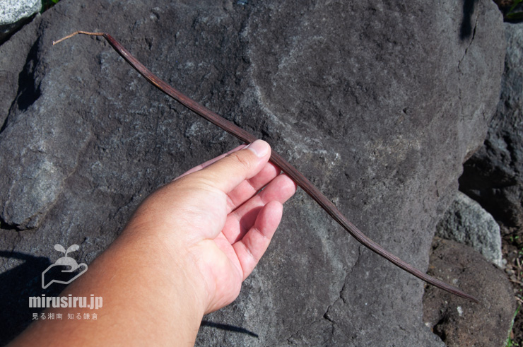 ハナキササゲのほぼ熟した実のサイズ感　鎌倉市扇ガ谷・JR横須賀線「寿福寺」踏切　2018/09/28