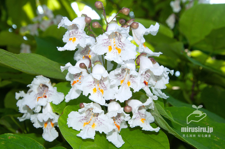 ハナキササゲの花　鎌倉市扇ガ谷・JR横須賀線「寿福寺」踏切　2019/06/06