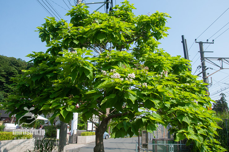 開花中のハナキササゲ　鎌倉市扇ガ谷・JR横須賀線「寿福寺」踏切　2019/06/06
