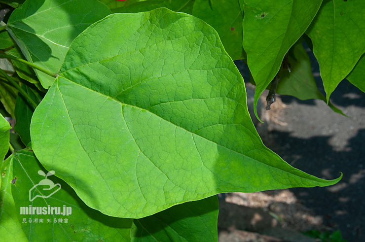 ハナキササゲの葉　鎌倉市扇ガ谷・JR横須賀線「寿福寺」踏切　2019/06/06