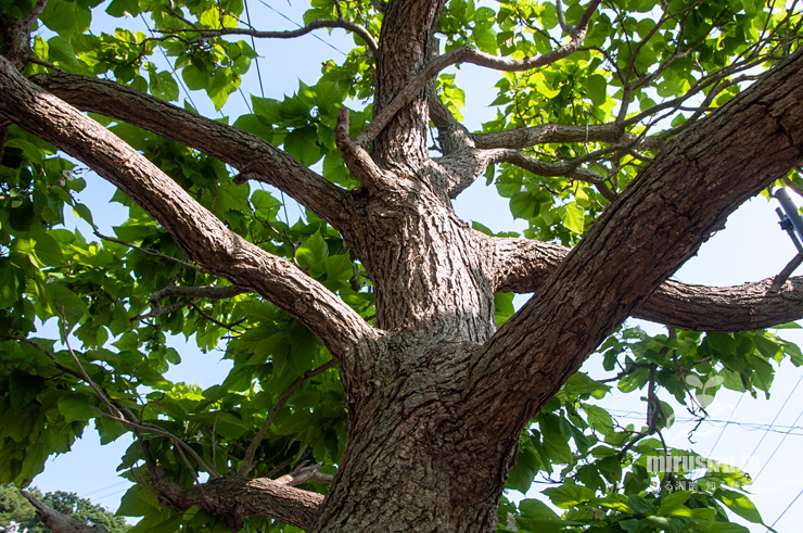 ハナキササゲの幹（樹皮）　鎌倉市扇ガ谷・JR横須賀線「寿福寺」踏切　2019/06/06