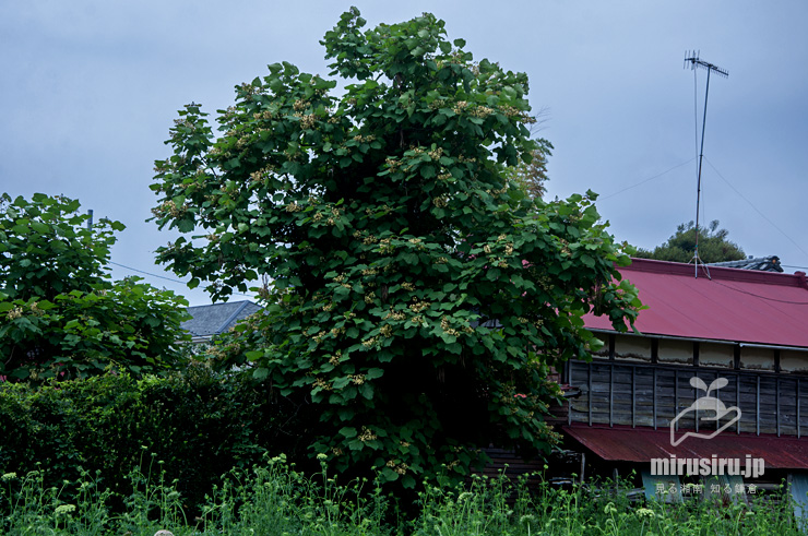 開花中のキササゲ　茅ヶ崎市浜之郷　2019/06/08