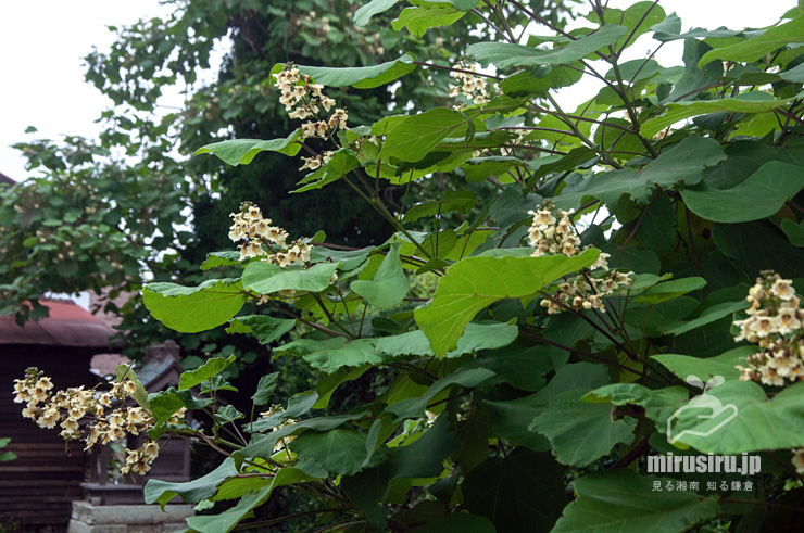 開花中のキササゲ　茅ヶ崎市浜之郷　2019/06/23