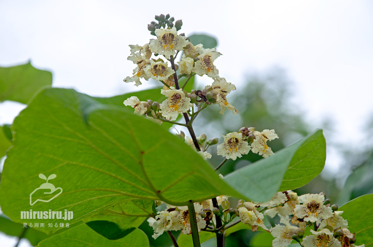 キササゲの花　茅ヶ崎市浜之郷　2019/06/23