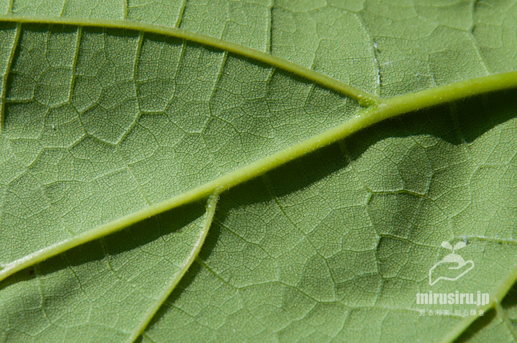 カタルパの毛が生える葉裏　逗子市・蘆花記念公園　2019/07/24