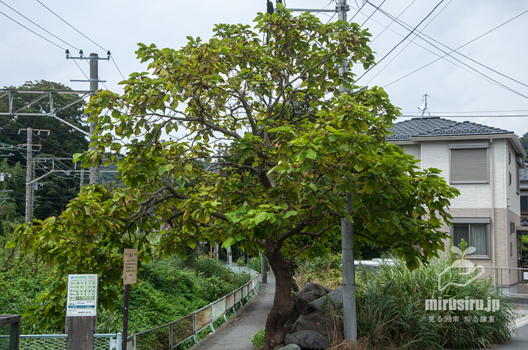 実がなったハナキササゲ　鎌倉市扇ガ谷・JR横須賀線「寿福寺」踏切　2019/08/27