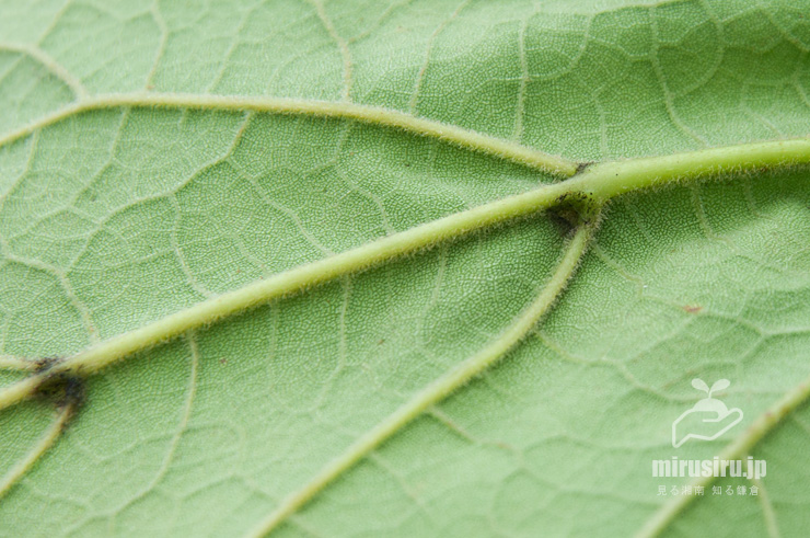 ハナキササゲの毛が生える葉裏　鎌倉市扇ガ谷・JR横須賀線「寿福寺」踏切　2019/08/27