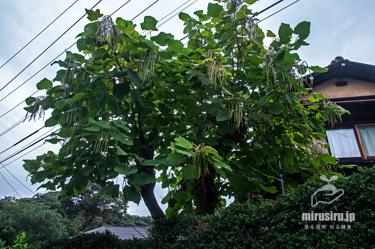 実がぶら下がっているキササゲ　鎌倉市扇ガ谷　2019/08/27