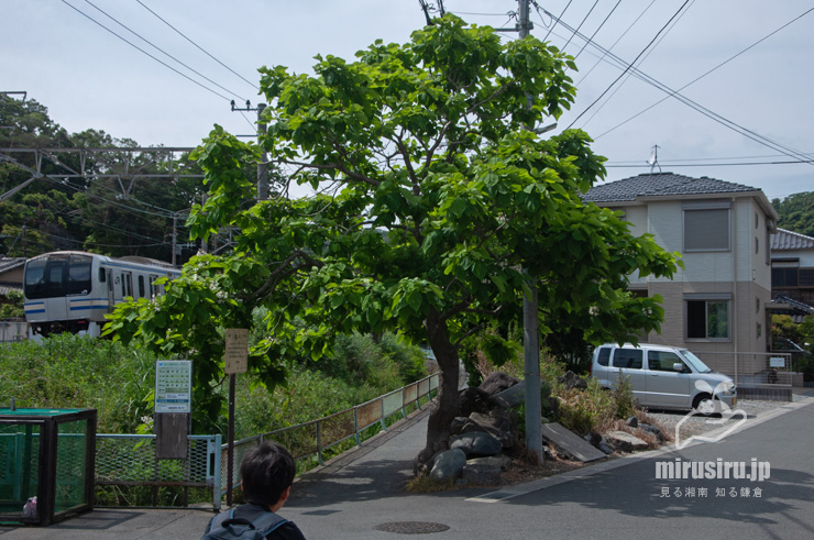 開花中のハナキササゲ　鎌倉市扇ガ谷・JR横須賀線「寿福寺」踏切　2020/05/30