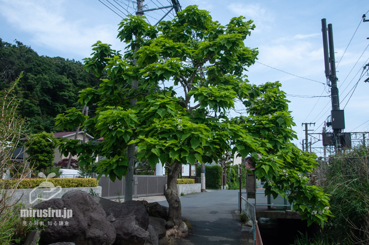 開花中のハナキササゲ　鎌倉市扇ガ谷・JR横須賀線「寿福寺」踏切　2020/05/30