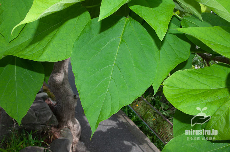 ハナキササゲの葉　鎌倉市扇ガ谷・JR横須賀線「寿福寺」踏切　2020/05/30