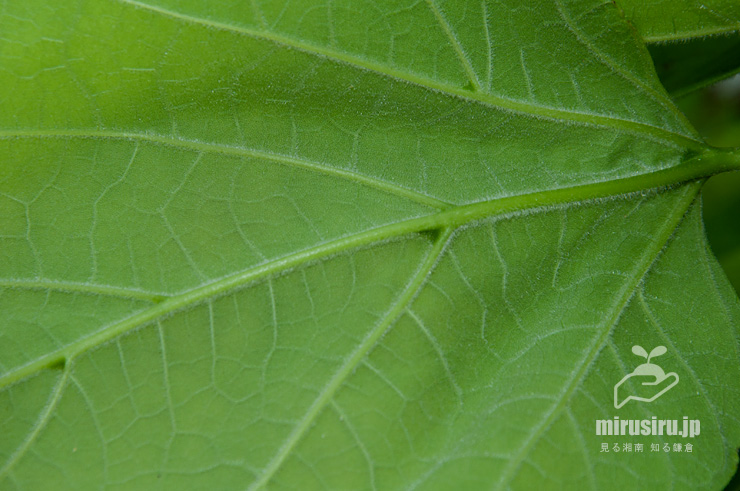 ハナキササゲの毛が生える葉裏　鎌倉市扇ガ谷・JR横須賀線「寿福寺」踏切　2020/05/30
