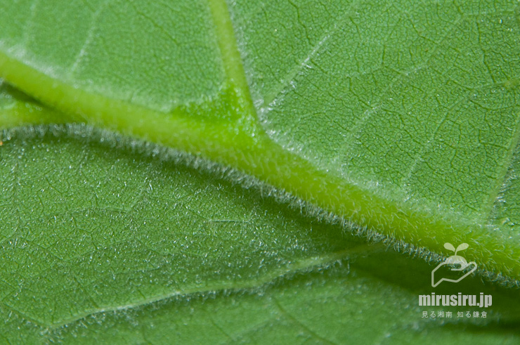 ハナキササゲの毛が生える葉裏　鎌倉市扇ガ谷・JR横須賀線「寿福寺」踏切　2020/05/30