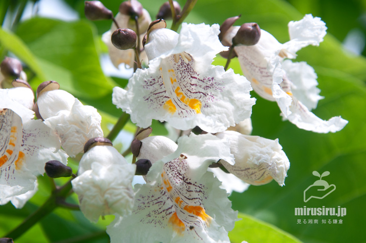 ハナキササゲの花　鎌倉市扇ガ谷・JR横須賀線「寿福寺」踏切　2020/05/30