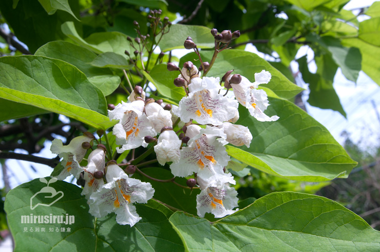 ハナキササゲの花　鎌倉市扇ガ谷・JR横須賀線「寿福寺」踏切　2020/05/30